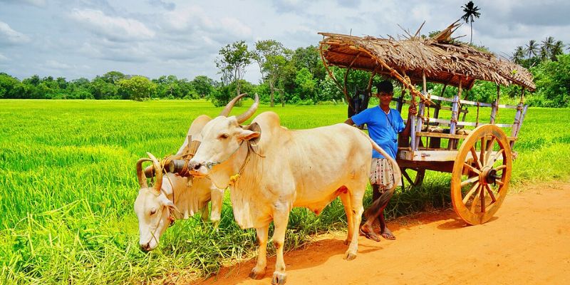 Giải mã các giấc mơ thấy bò vào nhà